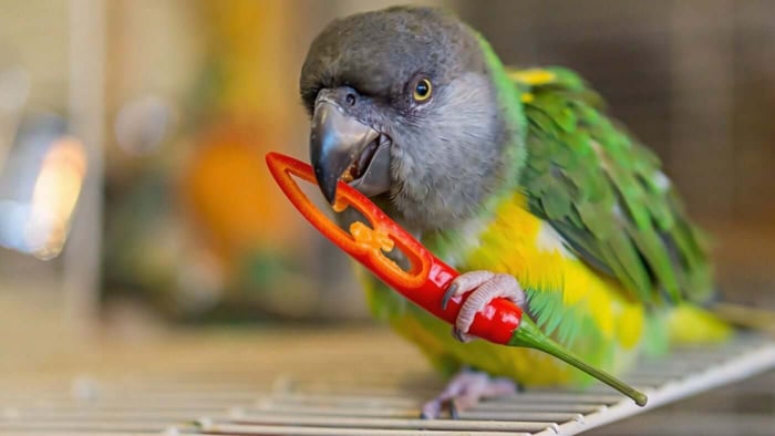 Can Parrots Eat Chilli Peppers?