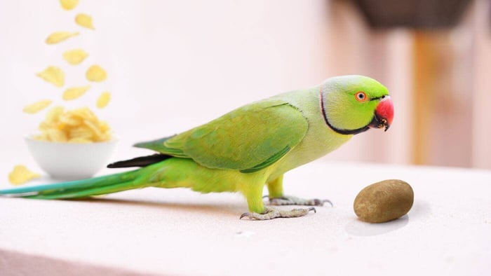Can parrots eat potato?