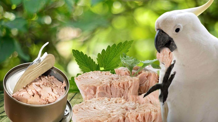 Can Parrots Eat tuna?