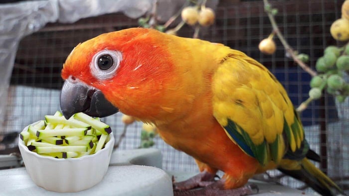 Zucchini for Your Parrot