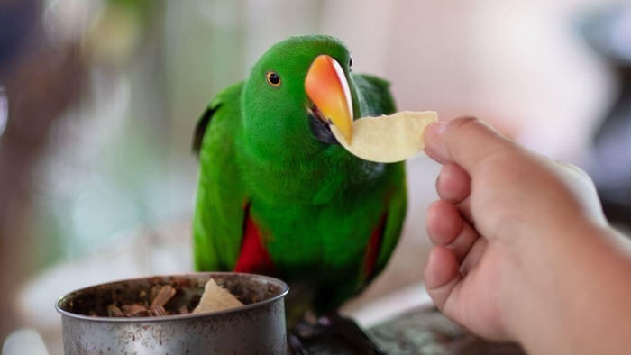 Feeding a Parrot