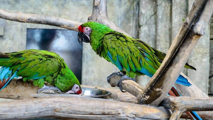 Macaw Parrots Eating