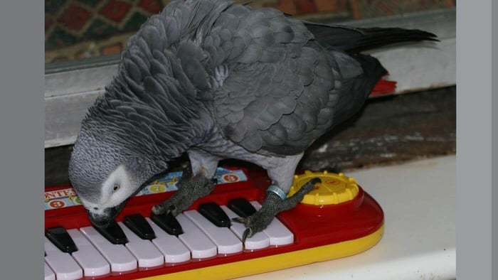 African Grey Parrot Playing Piano Toy