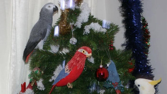 Parrots on Christmas Tree