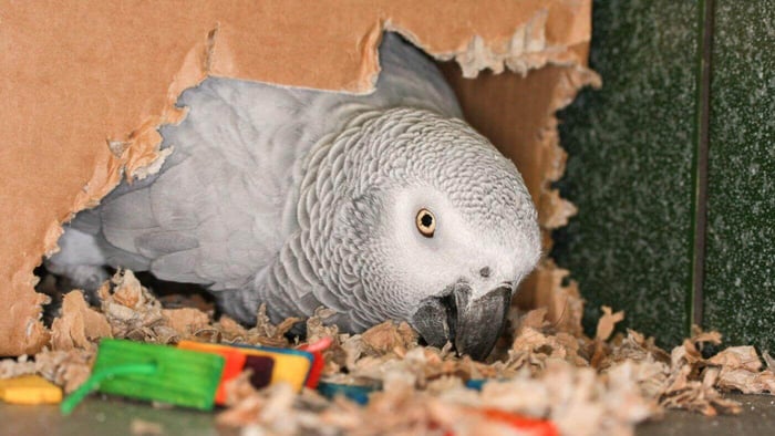 African Grey Parrot Chewing on gift box