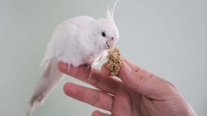 What Do Cockatiels Eat?