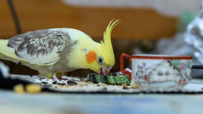 Best Veggies for Cockatiels