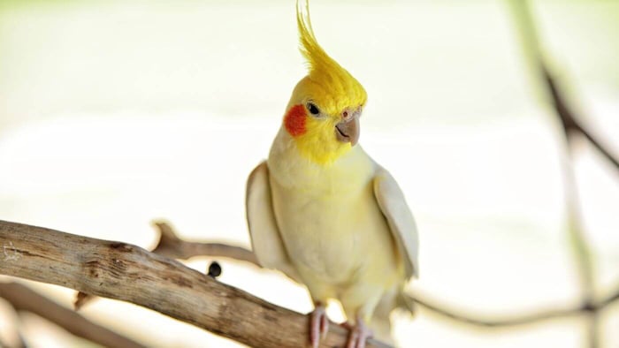 Cockatiel as Pet