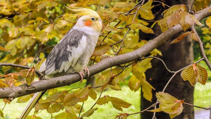 Cockatiel in a Safe Environment
