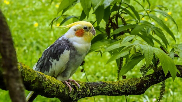 Wild Cockatiel