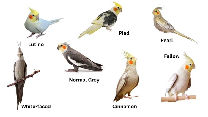 Types of Cockatiels