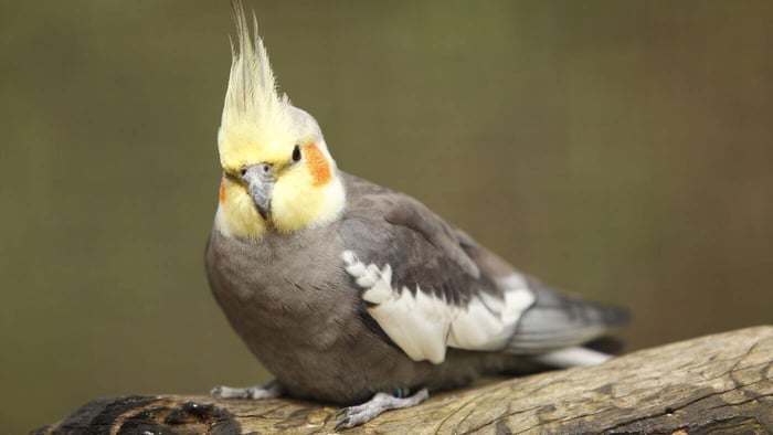 Nymphicus hollandicus