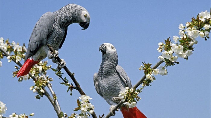Congo African Grey parrot on a Blossom Tree