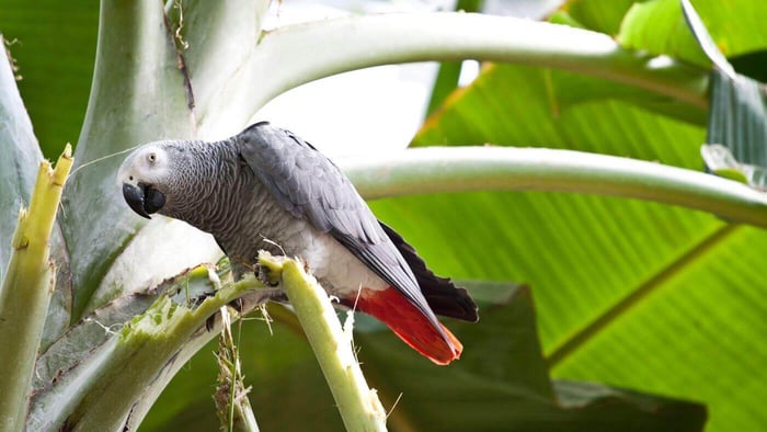 Congo African Grey parrot 