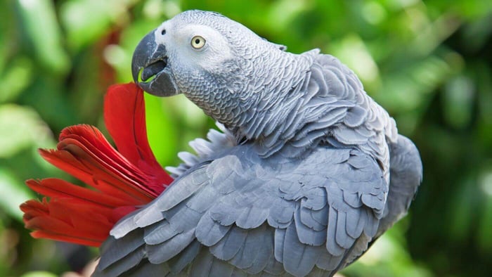 Congo African Grey parrot 