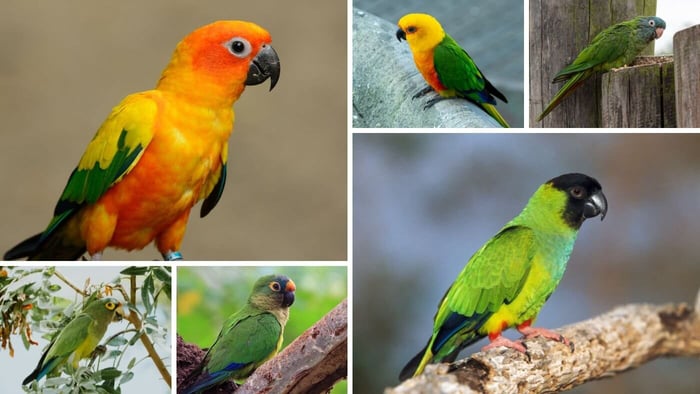 Medium Conure Species