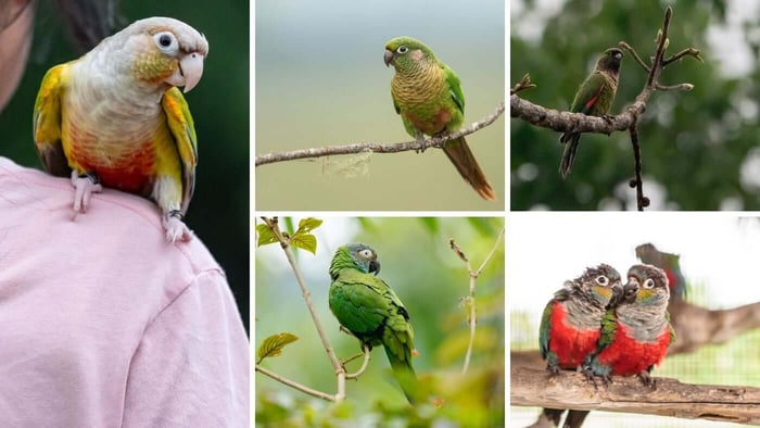 Small Conure Species