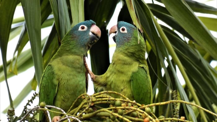 Couple of Blue Crowned Conures in the wild