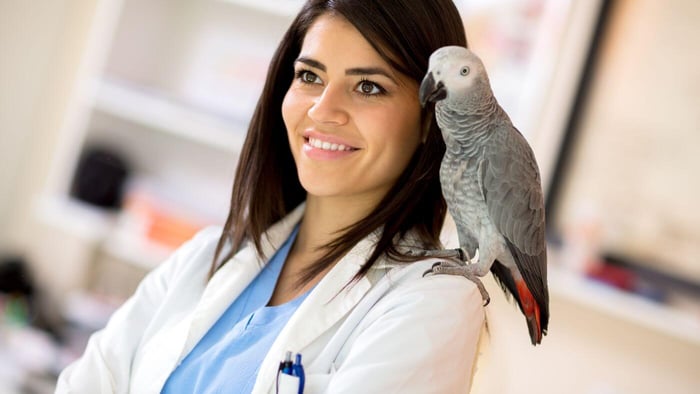 African Grey Parrot at the Vet