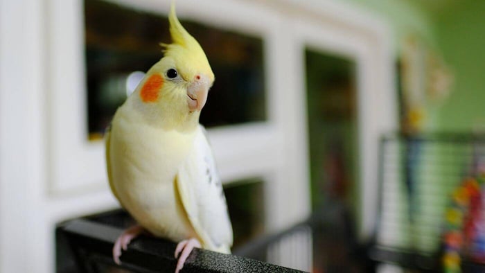 Cockatiel in a Safe Bird Environment