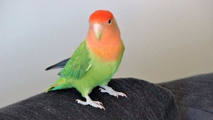Pet Lovebird at Home