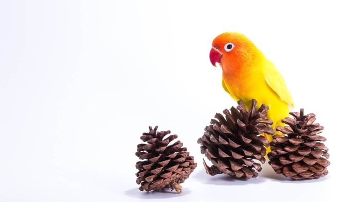 Lovebird with Pine Cones