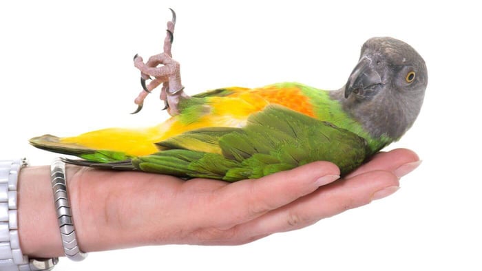 Senegal Parrot