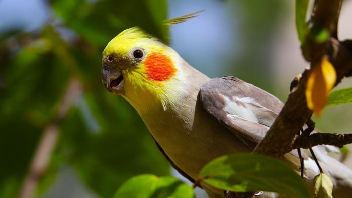 Cockatiel