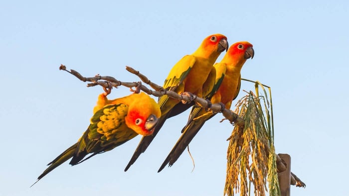 Cheeky Sun Conures