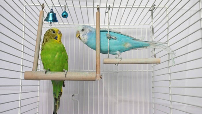 Pet Budgies on Wooden Swing
