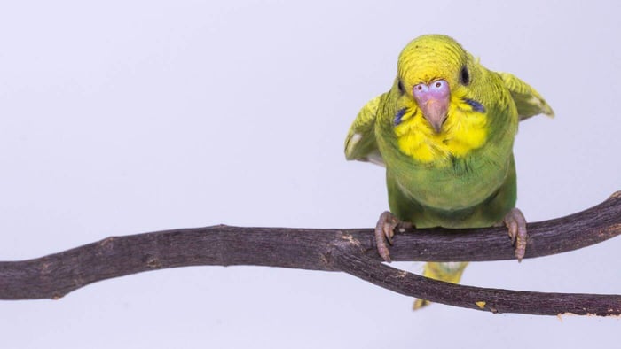 Pet budgies can be hyperactive