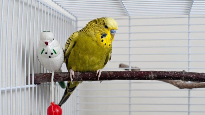 Pet budgie in cage