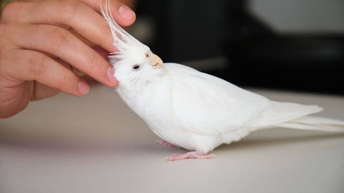 pet cockatiel cuddling