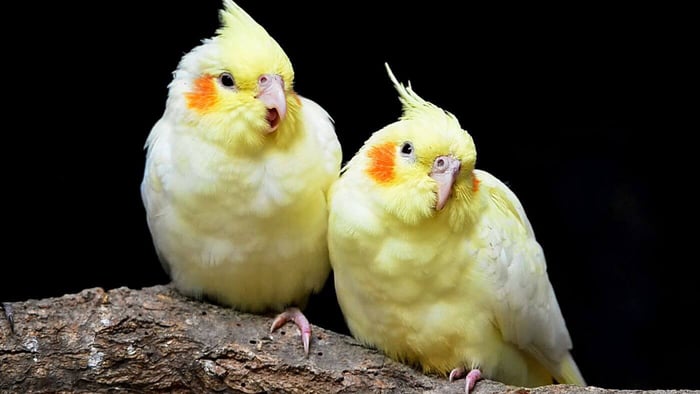 Cockatiels can be be very noisy