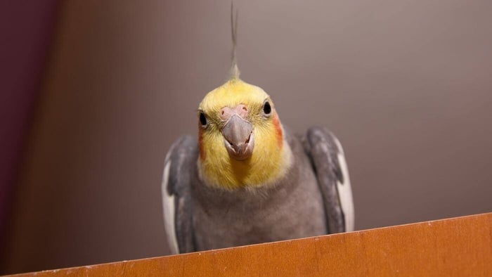 Cockatiel as pet
