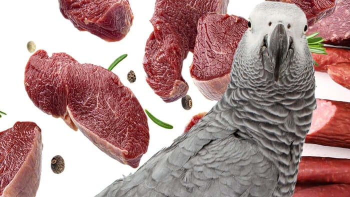 Do Parrots Eat Meat?
