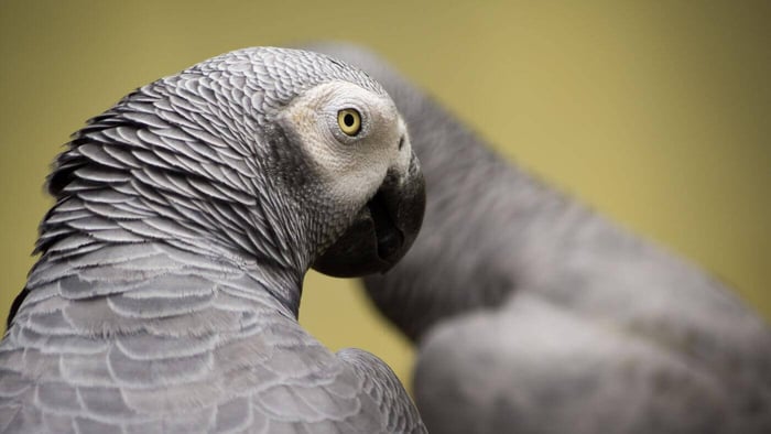 Couple of African Grey Parrots