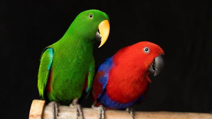 Eclectus Parrot Male and Female
