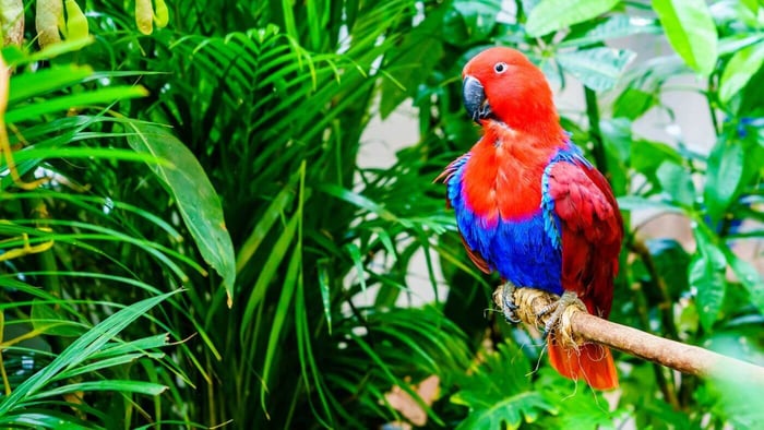 Papuan Eclectus