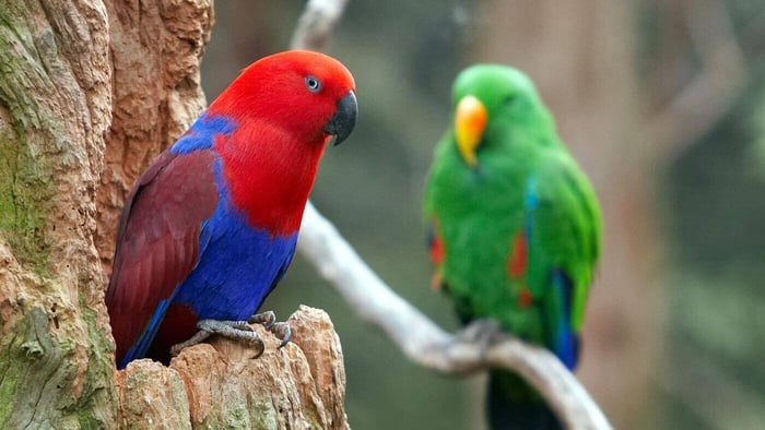Eclectus Parrot Male and Female