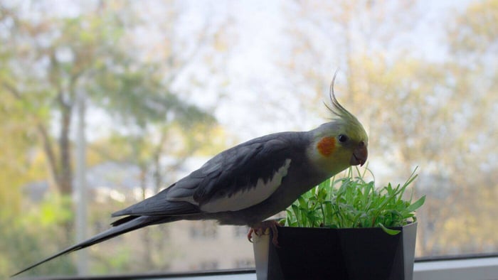 cockatiel eating herbs from a pot