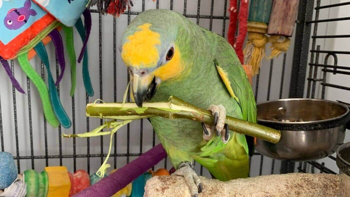Adorable Amazon Parrot Pet Shared by Busy Beaks Box