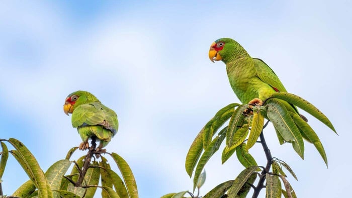 White-Fronted Amazon Parrot