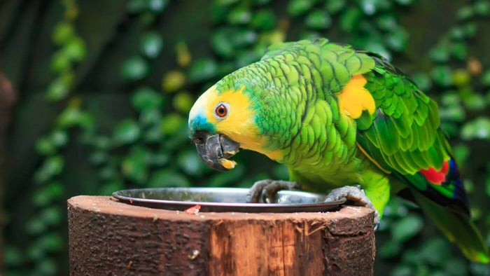 Blue-Fronted Amazon Parrot as a Pet