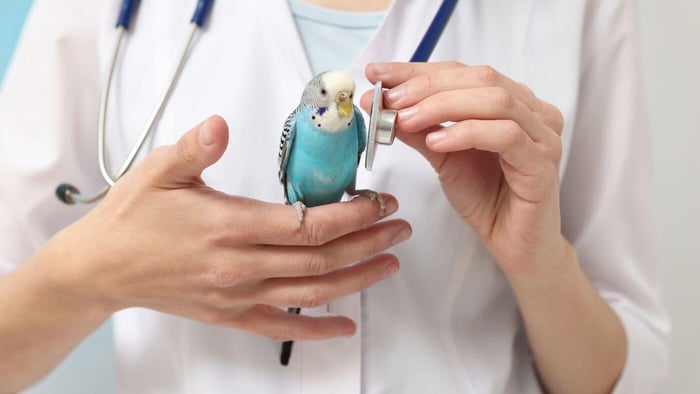 Falkland Veterinary Clinic Avian Care