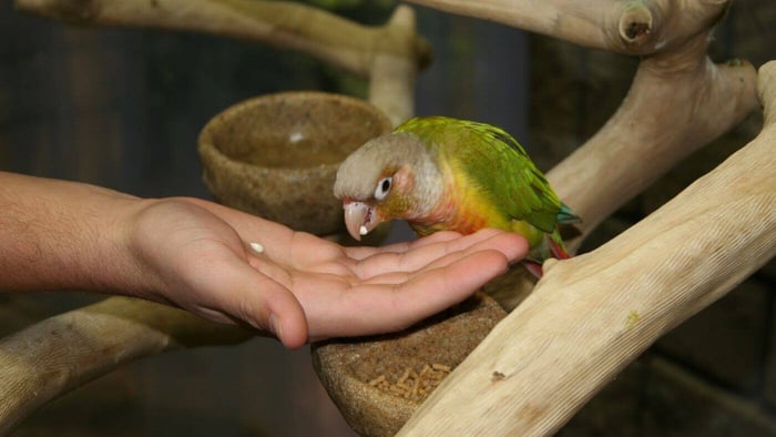 Parrot Eating