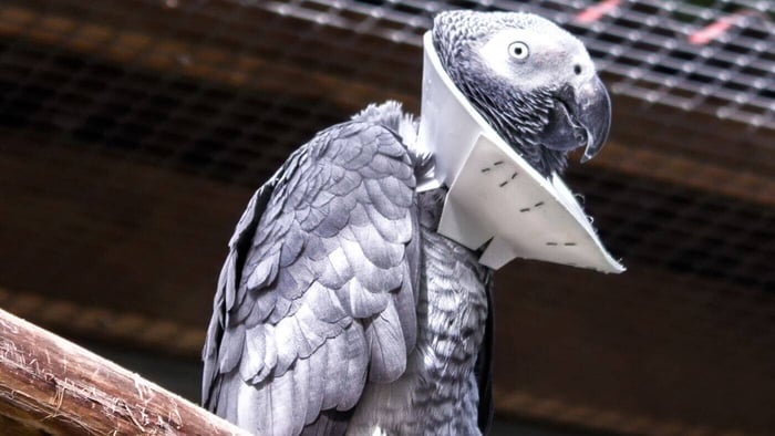 African Grey with Colar