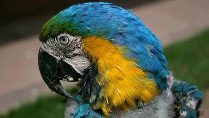 Macaw Plucked Feathers