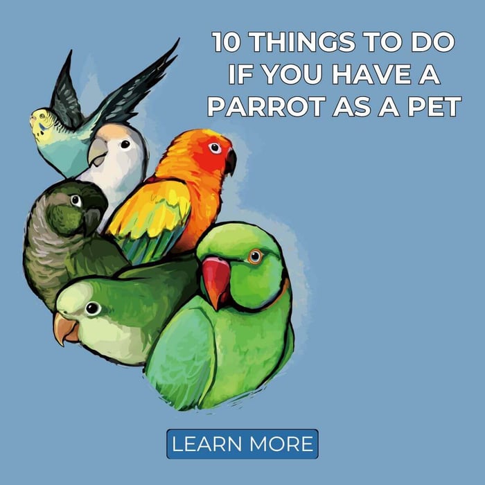 10 Things To Do If You Have a Parrot as a Pet
