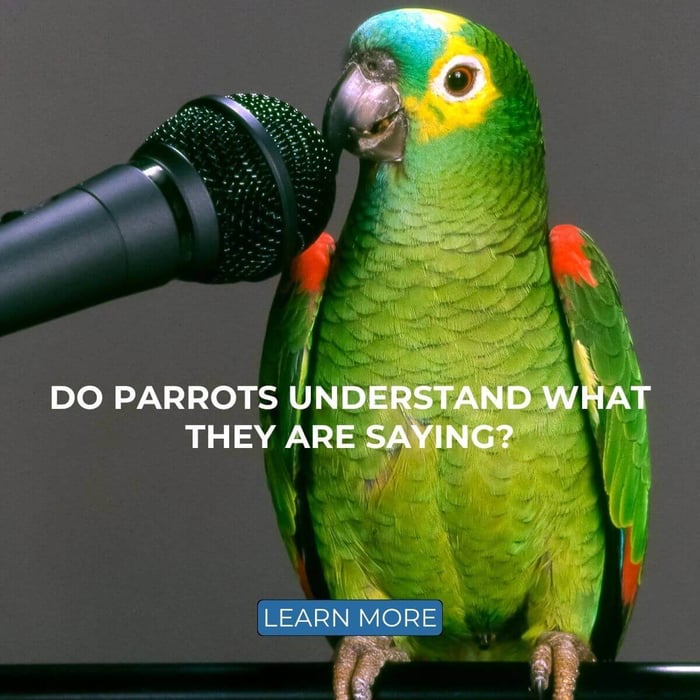 Do parrots understand what they are saying?